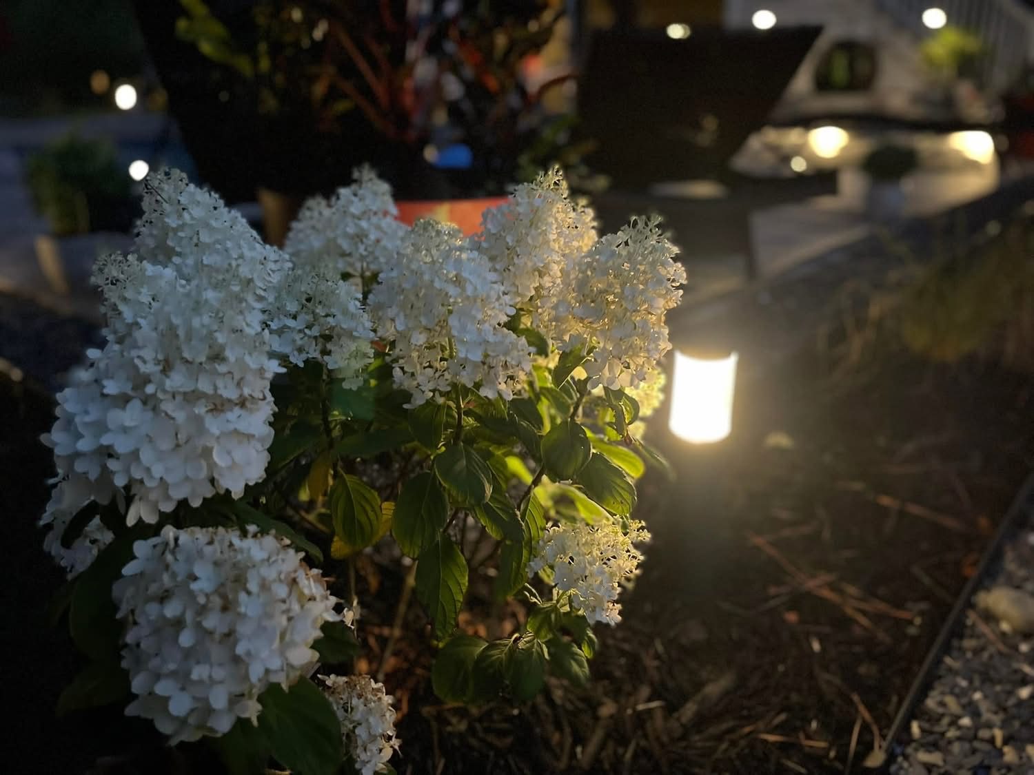 White flowering shrub illuminated by night lighting in residential garden setting