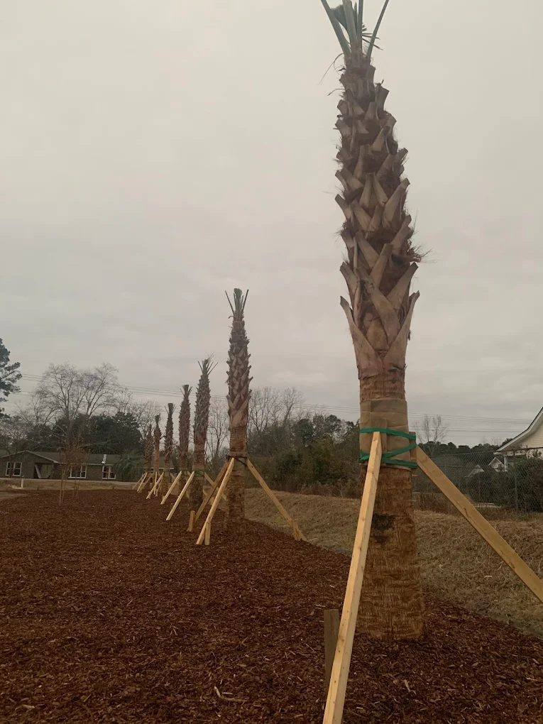 Row of newly planted palm trees with wooden support stakes in landscaped garden bed